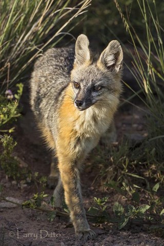 Gray Fox in side oats gramma grassland, Davis Mountains, Texas
