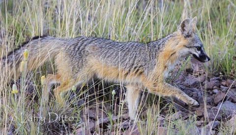 Gray Fox strolling across the hillside behind the house where we stayed.