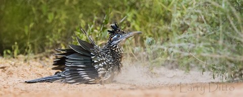 Greater Roadrunner taking dust bath