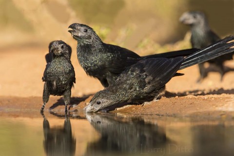 Groove-billed Ani drinking