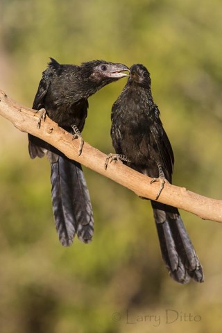 Groove-billed Anis grooming, s. Texas