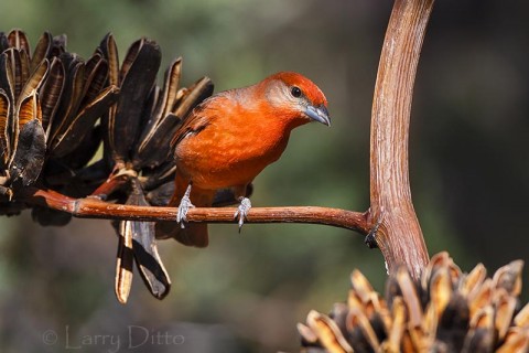 Hepatic Tanager on century plant, Arizona