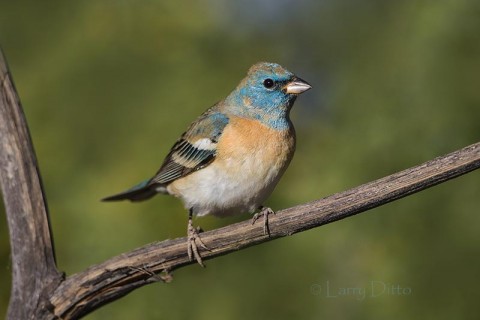 Young male Lazuli Bunting, Arizona