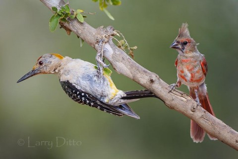 Molting golden-fronted woodpecker and cardinal sitting in shade on a 102 degree afternoon by the ranch pond.