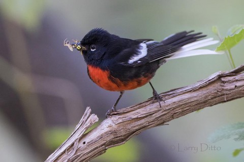 Painted Redstart with spiders, Arizona