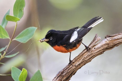 Painted Redstart with spider, Arizona