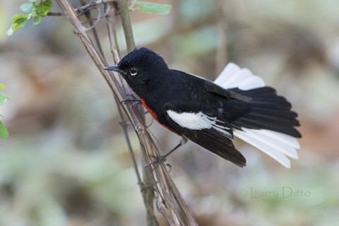 Painted Redstart