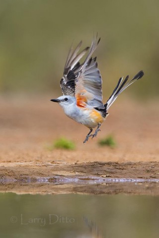 Scissor-tailed Flycatcher flushing from ranch pond, s. Texas.