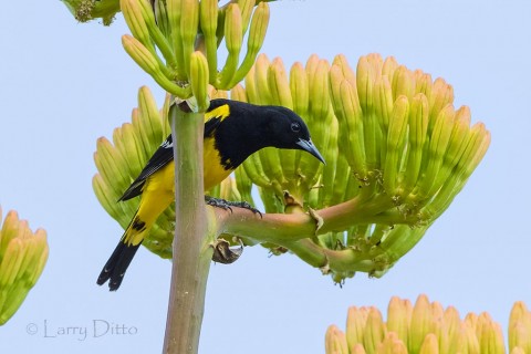 Scott's Oriole, male in agave flowers, Davis Mountains, Texas