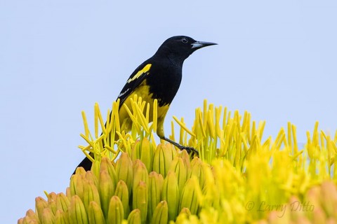 Scott's Oriole, male on agave bloom.