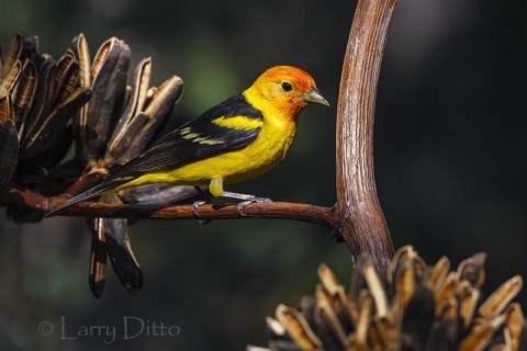 Western Tanager male on agave.