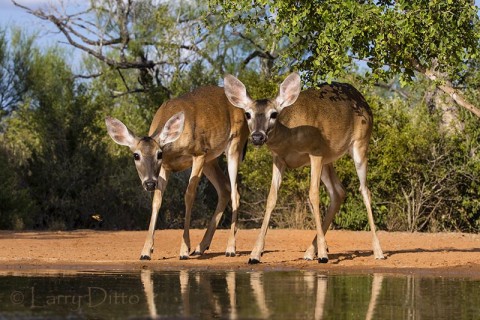 White-tailed Deer, does drinking at s. Texas photography ranch (Santa Clara).