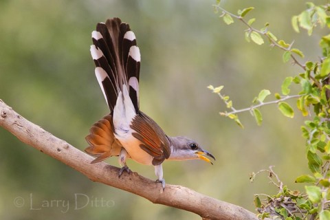 Yellow-billed Cuckoo landing in granjeno bush, s. Texas