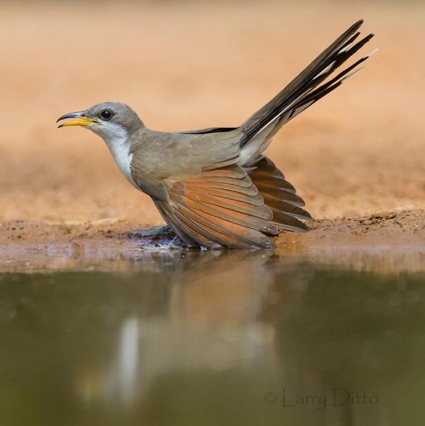 Yellow-billed Cuckoo drinking at ranch pond, s. Texas