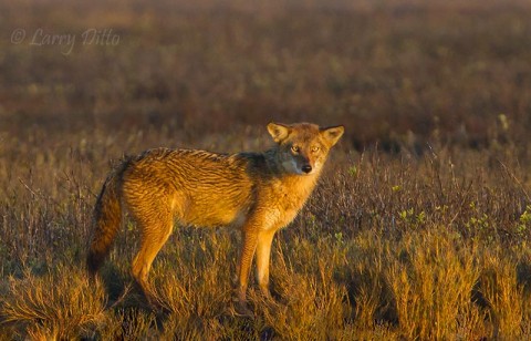 Coyote in salt marsh at Aransas NWR from Kevin's boat.