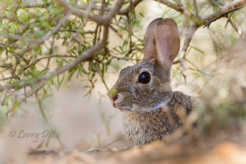 Cottontail Rabbit in the shade.