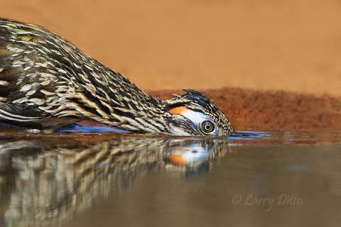 Thirsty greater roadrunner.