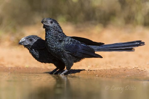 Groove-billed Anis drinking.