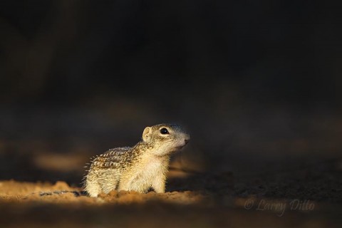 Ground Squirrel slipping out of the shadows to grab a drink.