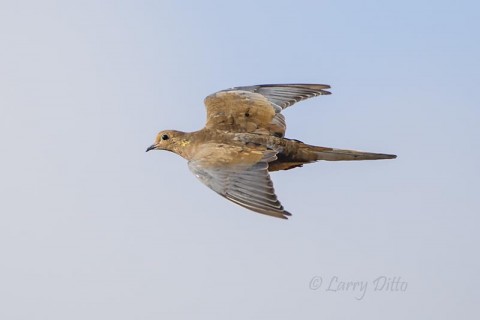 Molting mourning dove at top speed.