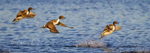 Northern Pintails flushing on Aransas Bay.