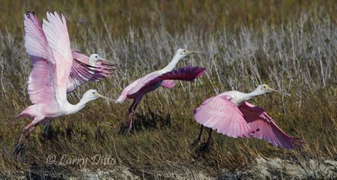 Roseate spoonbills taking off, Aransas NWR