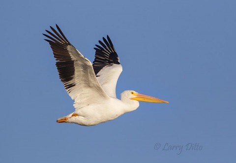 White-pelican in flight