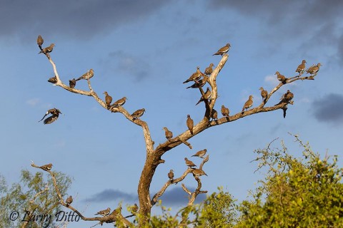 White-winged Doves staging at the pond before coming to drink.