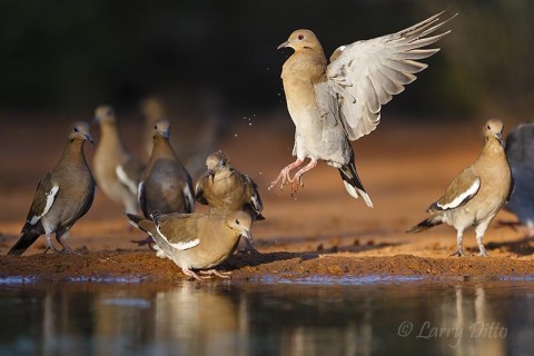 White-winged Doves are jumpy when drinking 15' from the photo blind and cameras are clicking.