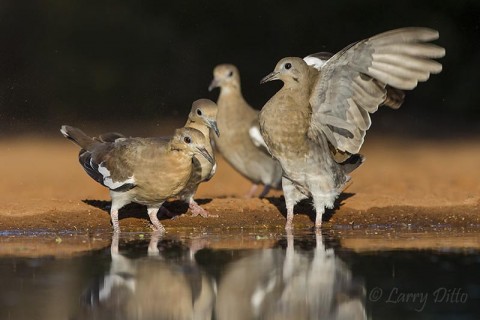 Nervous white-winged doves gathering for their last drink of the day.