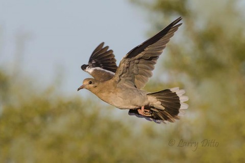 White-winged Dove flying in for a drink.