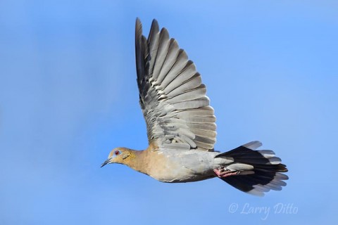 White-winged dove in flight