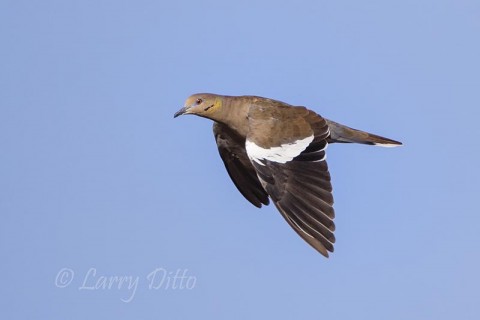 Beautiful adult white-winged dove.