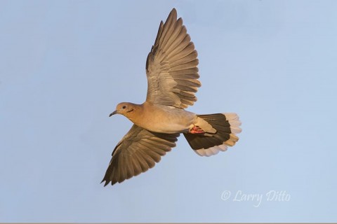 Photo taken with dove behind a plant, but the lens held focus.