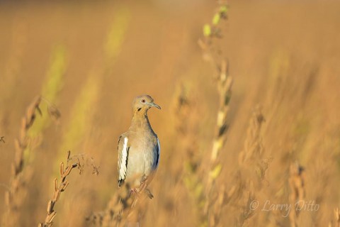 Perched white-wing on a beautiful morning.