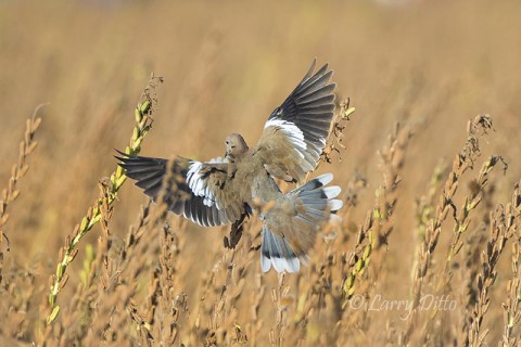 Typical landing shot.