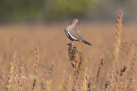 White-winged Dove wondering what just popped up among the crop plants.