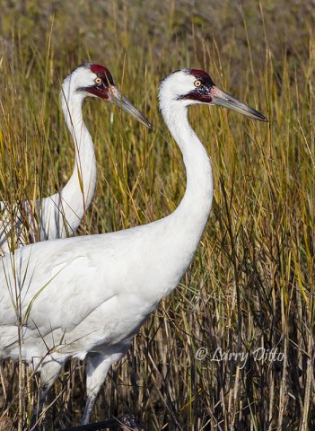 Whooping Crane pair wading in salt marsh