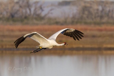 Whooping crane in flight