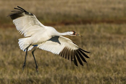 Whooping crane in flight
