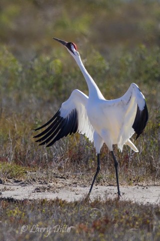 whooping crane displaying to rival male.