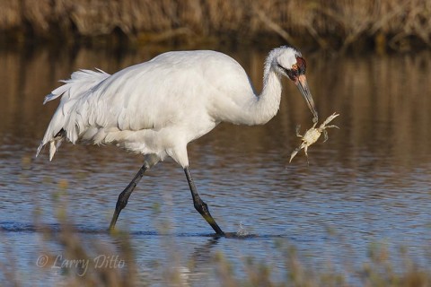 Whooping Crane feeding on blue crab