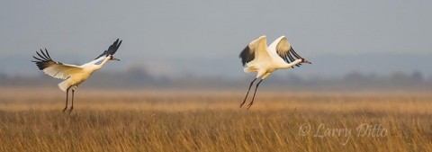 Whooping Cranes flying from salt marsh on Aransas National Wildlife Refuge.