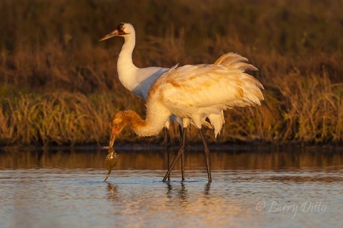 Adult and young (rusty head) whooping crane with a blue crab.