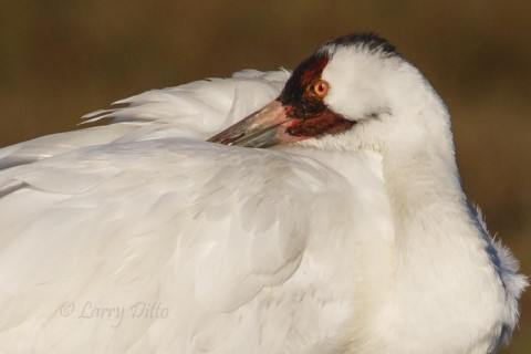 Whooping Crane napping after early morning feeding foray