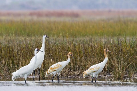 Whooping Crane pair with twins, Aransas NWR, Texas