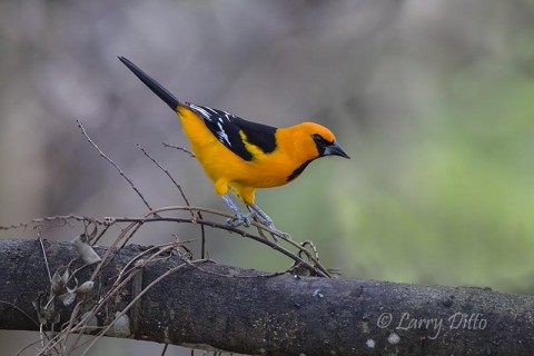 Altamira Oriole on hackberry limb