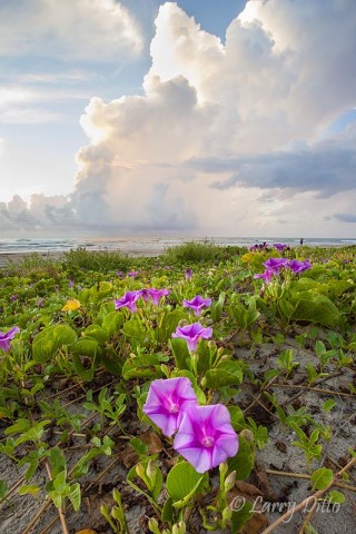 Beach Morning Glory on South Padre Island at sunrise