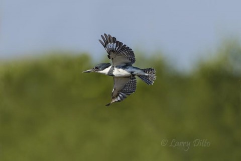 Belted Kingfisher flying across the South Padre Island Birding Center marsh.