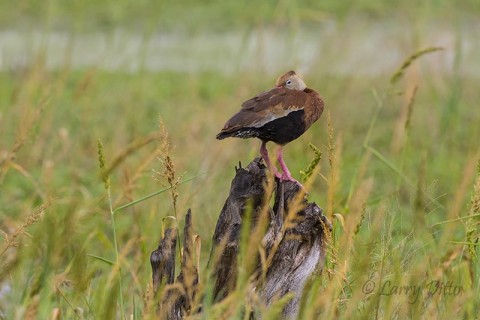 Black-bellied Whistling Duck resting on stump